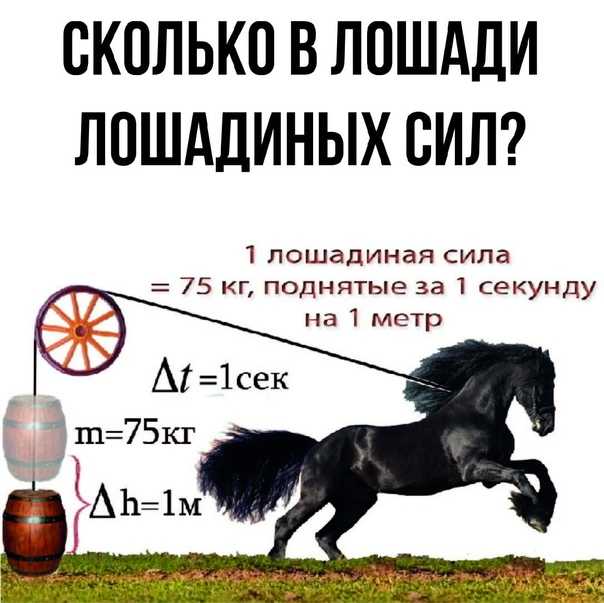 Сколько литров в лошади